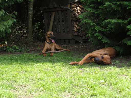 Gaius 47 months old Rhodesian Ridgeback