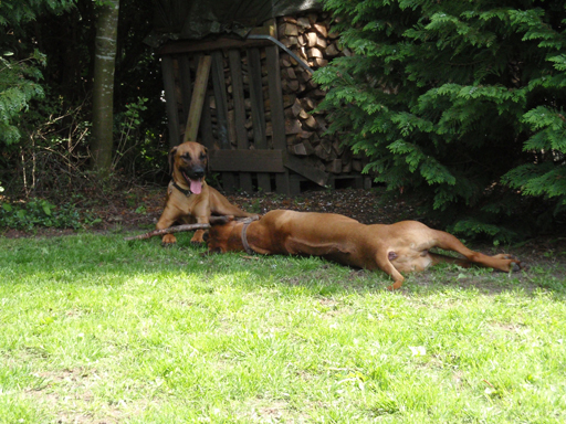 Gaius 47 months old Rhodesian Ridgeback