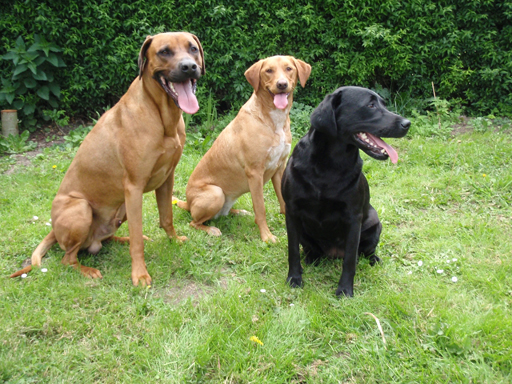 Gaius 48 months old Rhodesian Ridgeback