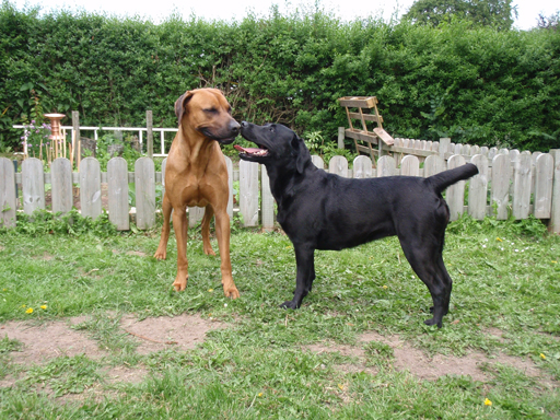 Gaius 48 months old Rhodesian Ridgeback