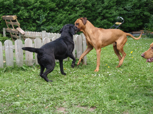 Gaius 48 months old Rhodesian Ridgeback