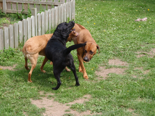 Gaius 48 months old Rhodesian Ridgeback