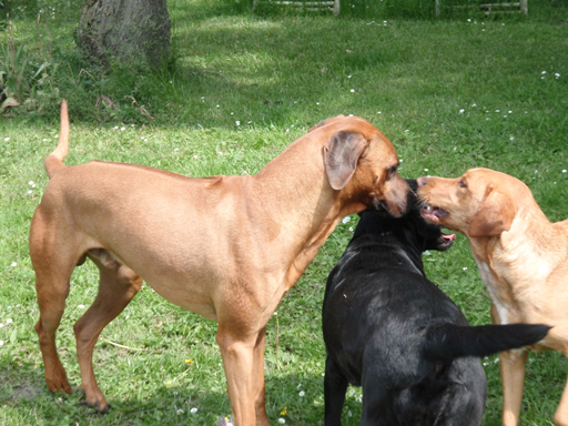 Gaius 48 months old Rhodesian Ridgeback