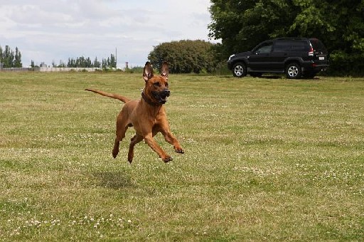 Rhodesian Ridgeback Gaius Hazinas 4th Ajabu