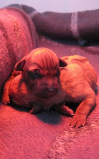 Rhodesian Ridgeback puppies 1 week old