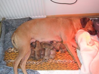 Rhodesian Ridgeback hvalpe 1 uge gamle