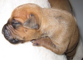 Rhodesian Ridgeback puppies 1 week old