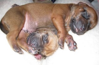 Rhodesian Ridgeback puppies 1 week old