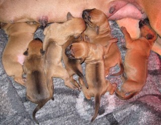 Rhodesian Ridgeback puppies 1 week old