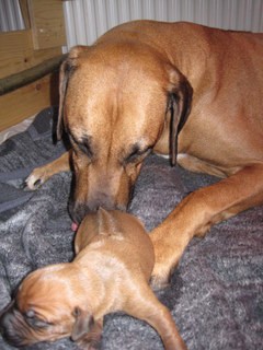 Rhodesian Ridgeback hvalpe 1 uge gamle