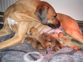 Rhodesian Ridgeback hvalpe 1 uge gamle