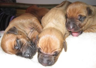 Rhodesian Ridgeback puppies 1 week old