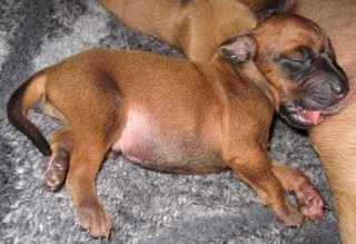 Rhodesian Ridgeback puppies 1 week old