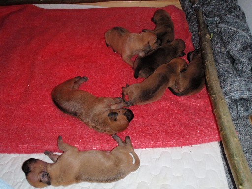 Rhodesian Ridgeback puppies 2 weeks old