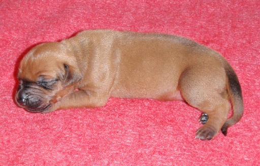 Rhodesian Ridgeback puppies 2 weeks old