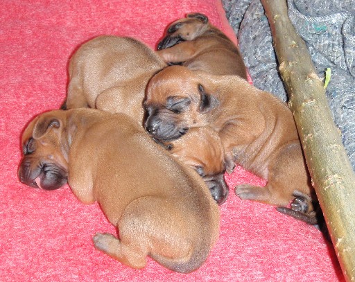 Rhodesian Ridgeback hvalpe 2 uger gamle