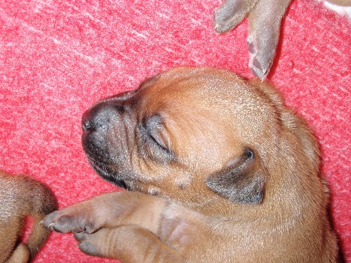 Rhodesian Ridgeback puppies 2 weeks old