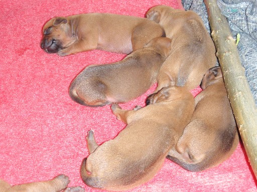 Rhodesian Ridgeback hvalpe 2 uger gamle