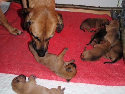 Rhodesian Ridgeback hvalpe 2 uger gamle