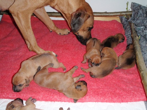 Rhodesian Ridgeback puppies 2 weeks old