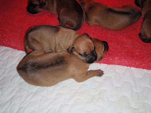 Rhodesian Ridgeback hvalpe 2 uger gamle