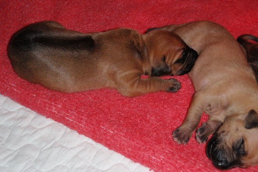 Rhodesian Ridgeback hvalpe 2 uger gamle