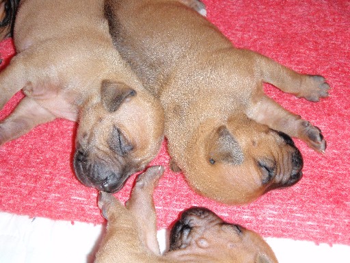 Rhodesian Ridgeback puppies 2 weeks old