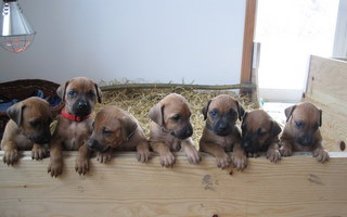 Rhodesian Ridgeback hvalpe