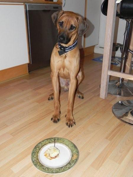 Rhodesian Ridgeback et år gammel Rhodesian Ridgeback et år gammel