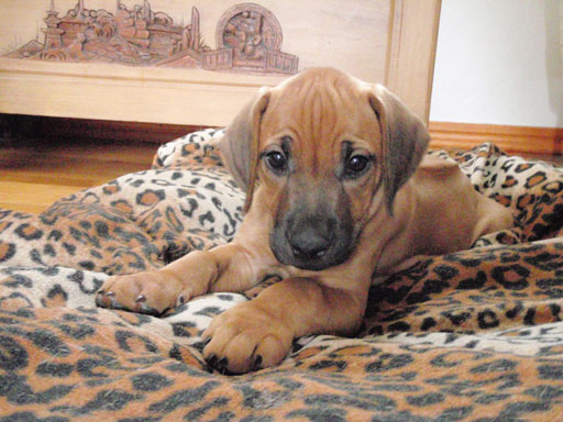 Rhodesian Ridgeback