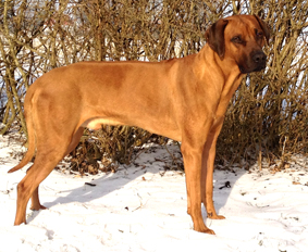 Rhodesian Ridgeback Gaius Champion