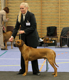 Rhodesian Ridgeback Gaius Champion