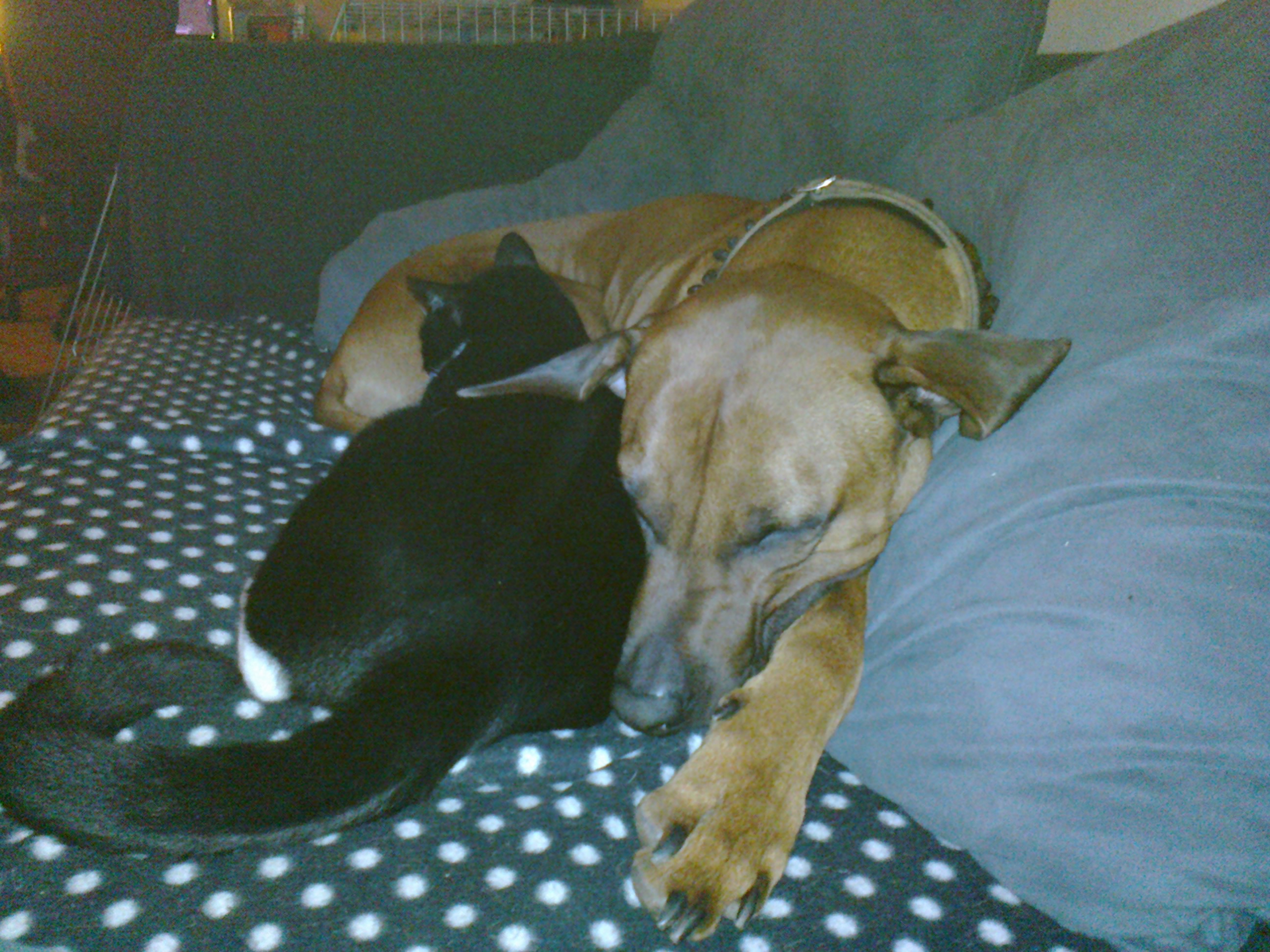 Rhodesian Ridgeback Gaius Champion Rhodesian Ridgeback Gaius Champion