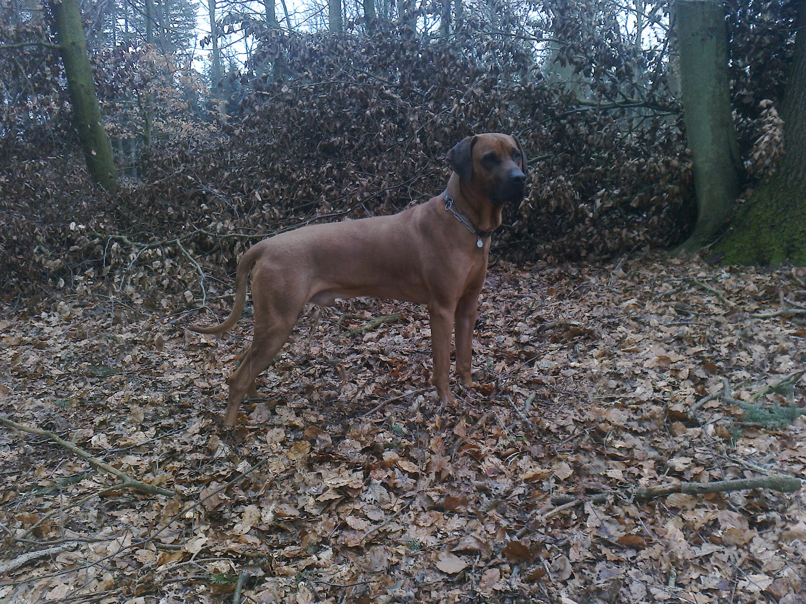 Rhodesian Ridgeback Gaius Champion