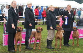 Rhodesian Ridgeback Gaius Champion