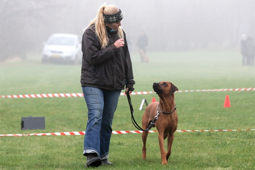 Rhodesian Ridgeback Gaius Champion