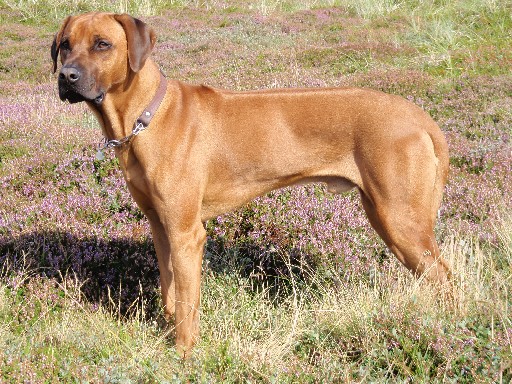 Rhodesian Ridgeback Gaius Hazinas 4th Ajabu