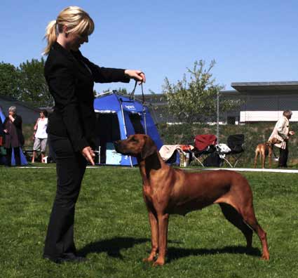 Rhodesian Ridgeback Fika Champion