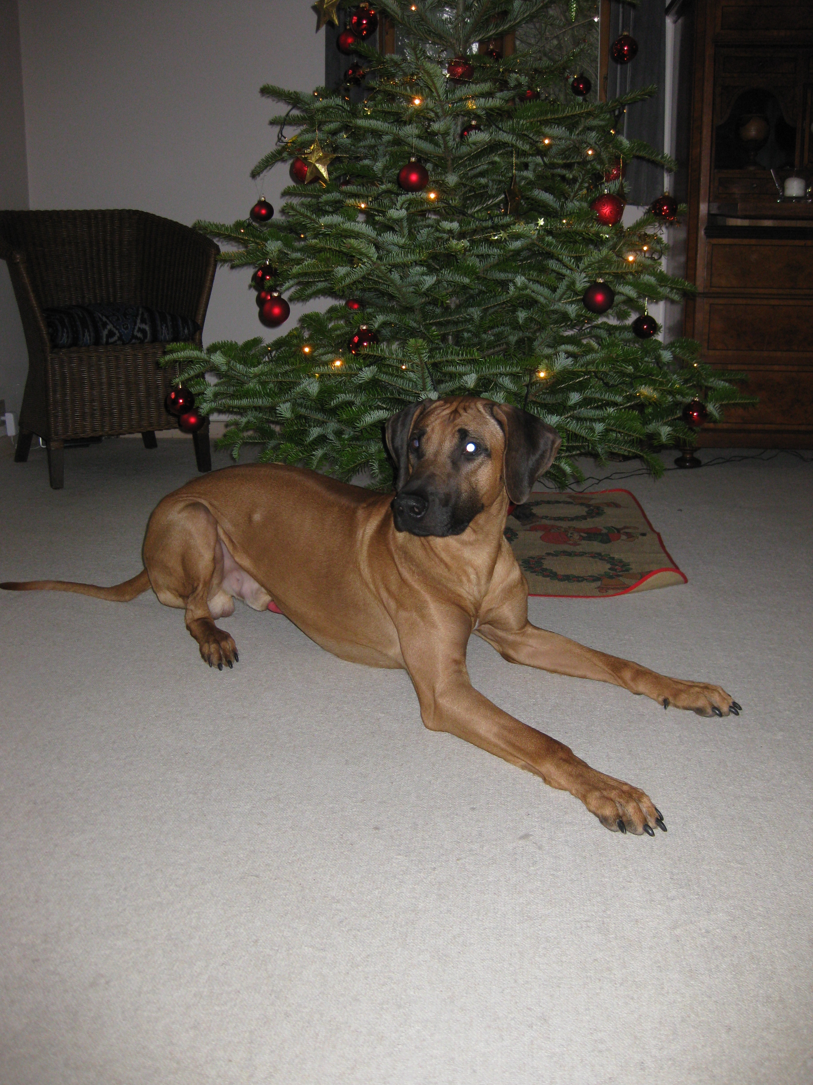 Rhodesian Ridgeback Gaius Champion