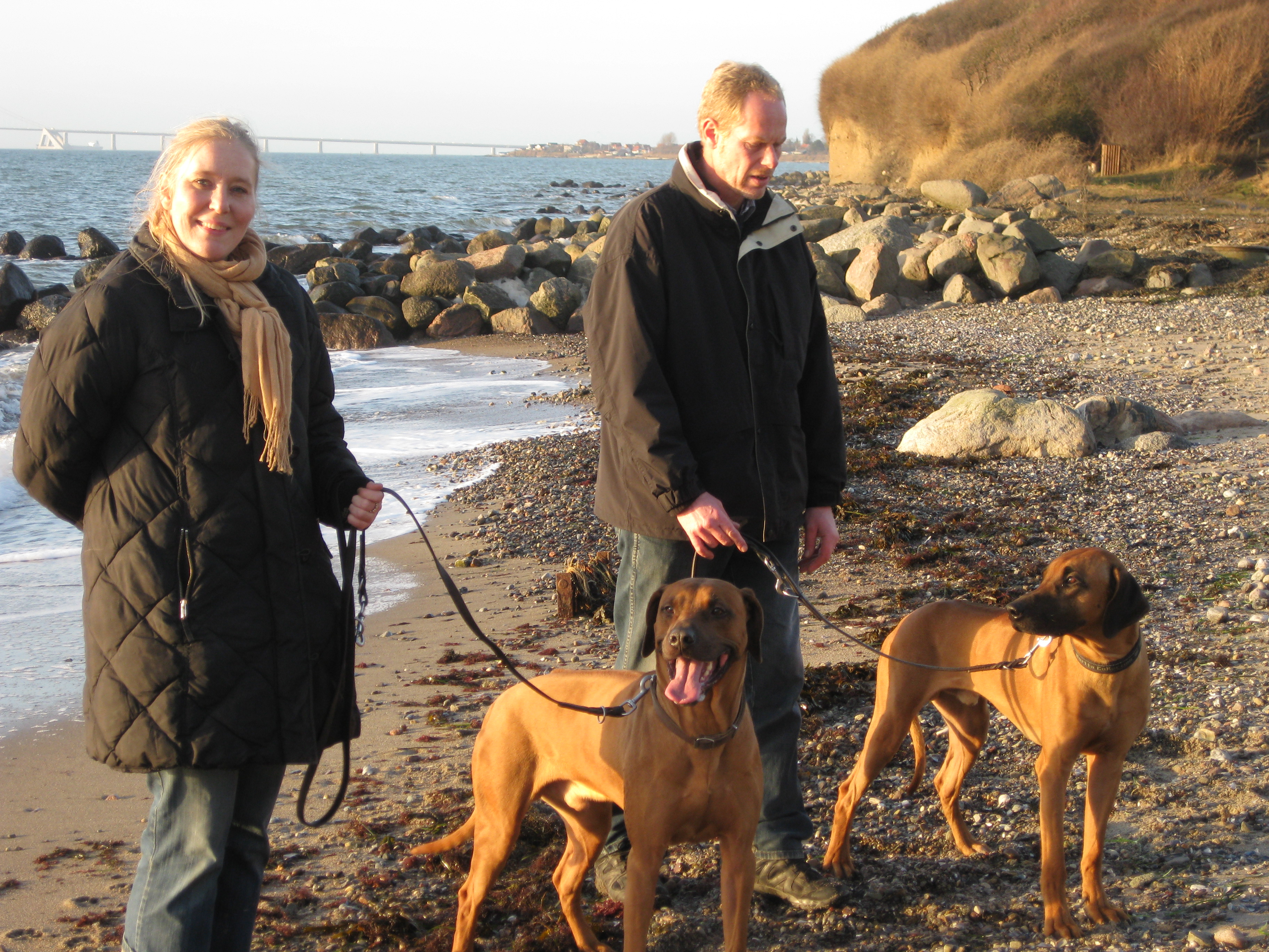 Rhodesian Ridgeback Gaius Champion