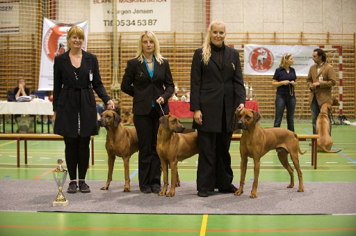 Rhodesian Ridgeback Gaius Hazinas 4th Ajabu Champion