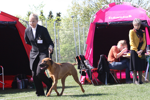 Rhodesian Ridgeback Gaius Champion