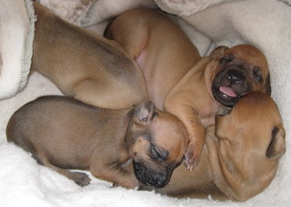 Rhodesian Ridgeback puppies 3 weeks old