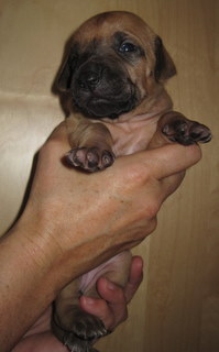 Rhodesian Ridgeback puppies 3 weeks old