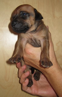 Rhodesian Ridgeback hvalpe 3 uger gamle