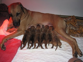 Rhodesian Ridgeback hvalpe 3 uger gamle