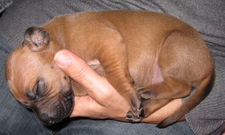 Rhodesian Ridgeback hvalpe 3 uger gamle