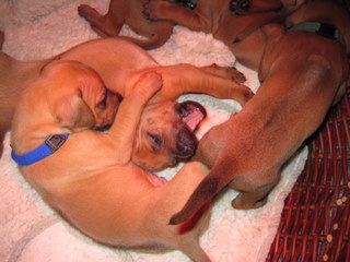 Rhodesian Ridgeback hvalpe 3 uger gamle