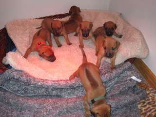 Rhodesian Ridgeback hvalpe 3 uger gamle