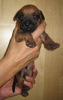 Rhodesian Ridgeback hvalpe 3 uger gamle